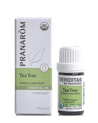 Tea Tree | Melaleuca alternifolia Image 1