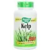 Kelp Whole Thallus Image 1